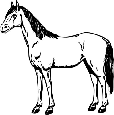 HORSE021